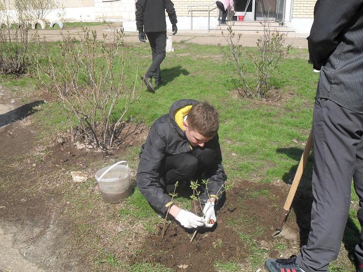 Школьни кповязывает георгиевскую ленточку на саженец 